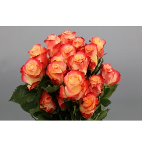 ΤΡΙΑΝΤΑΦΥΛΛΑ ΔΙΧΡΩΜΑ 50εκ ROSEN  CABARET 50cm